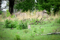 Zebras in hiding