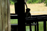 Vervet monkey on table at adjoining cabin #1 at Khwai