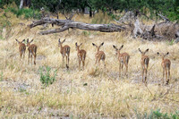 Day-care impalas move out