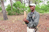 Tsile explains the uses of the sausage tree fruit...