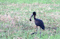 Openbill with snail