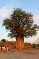 Baobab