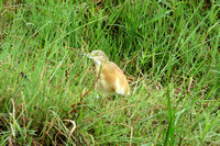 Squacco heron